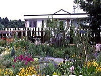 ミヨシペレニアルガーデンアババ